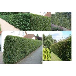 Grab pospolity, 3-letnie...