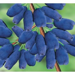 Jagoda kamczacka na...